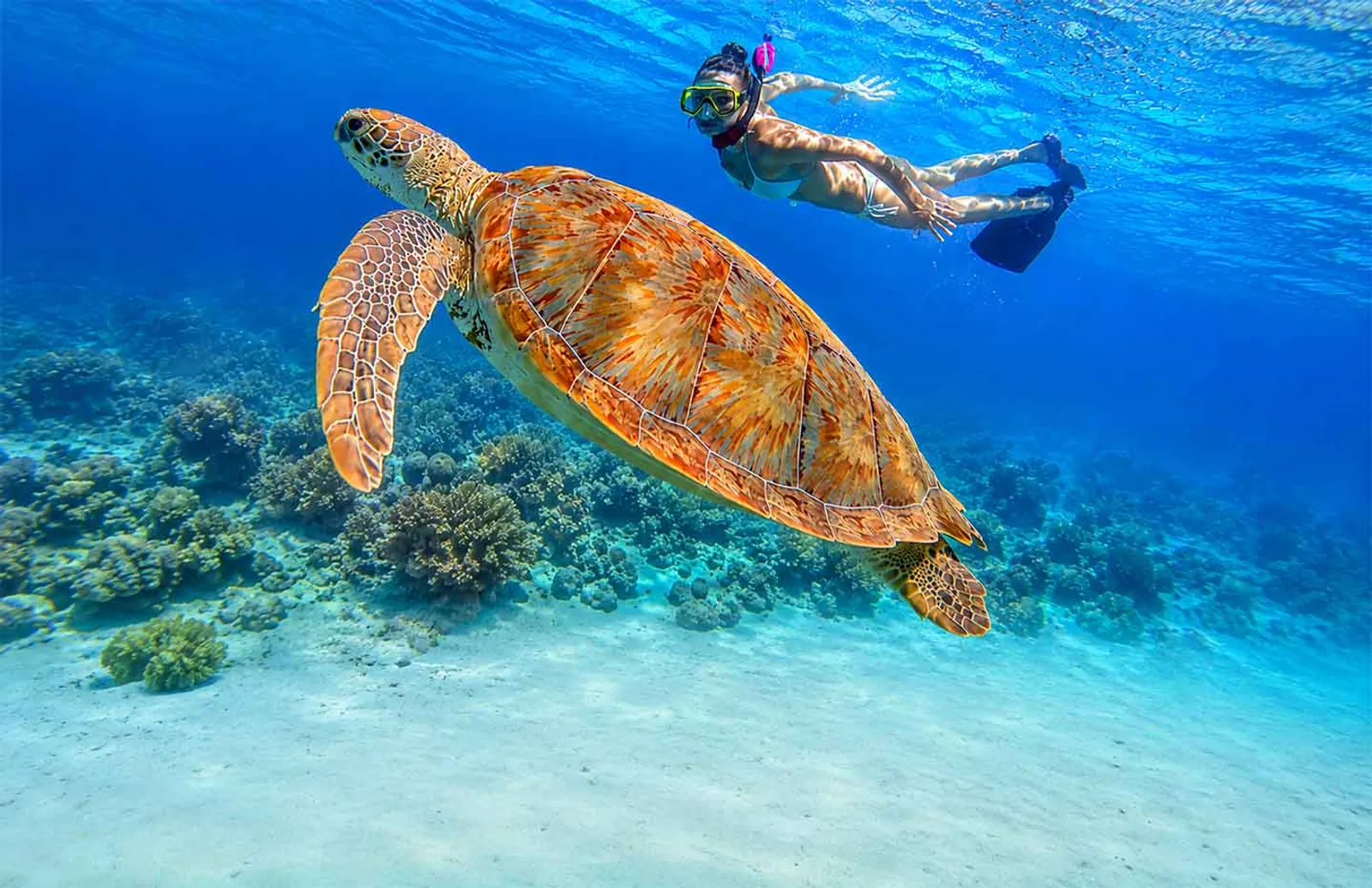 Swim With Turtles