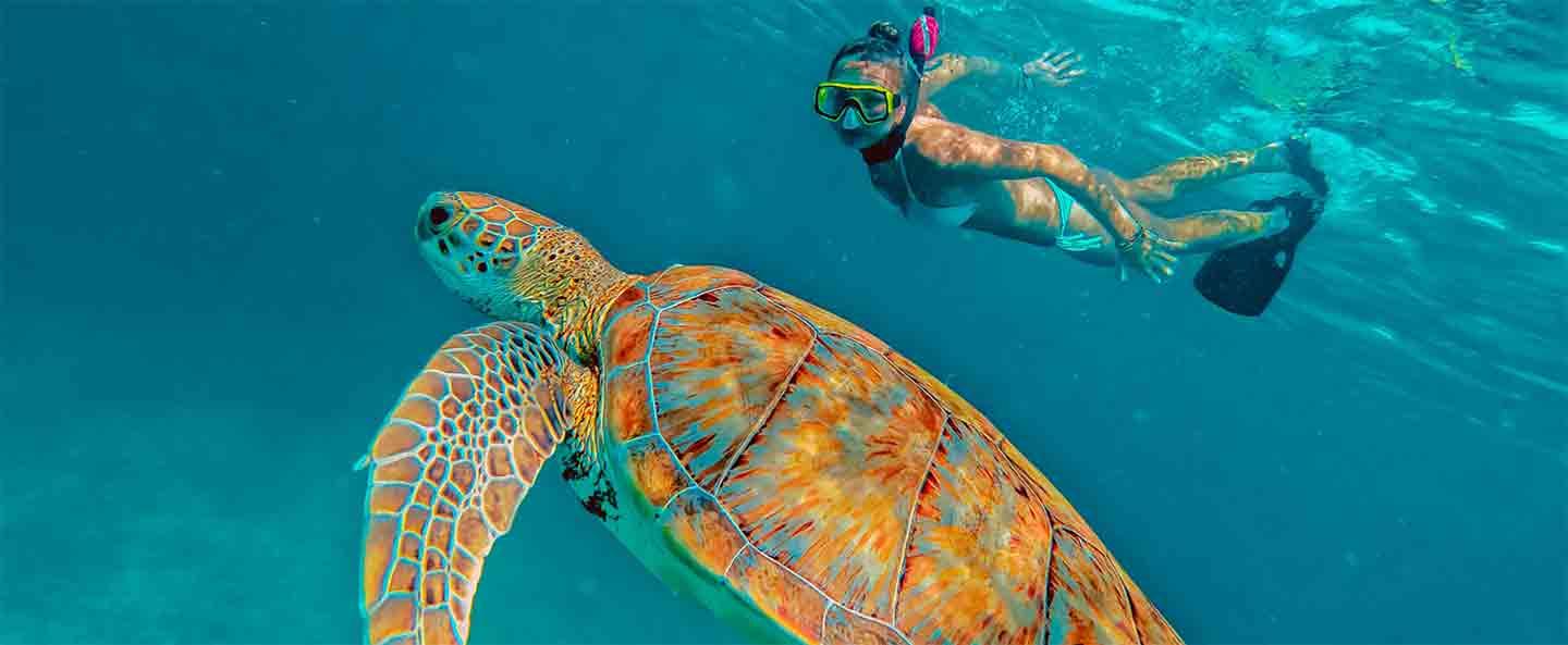 Swim With Turtles